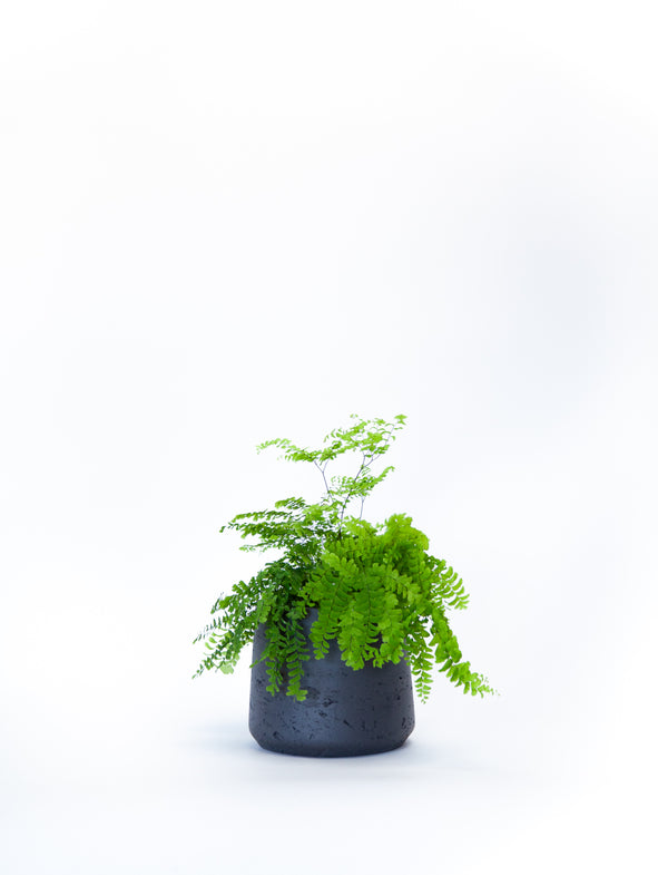 Five Fingered Maidenhair Fern